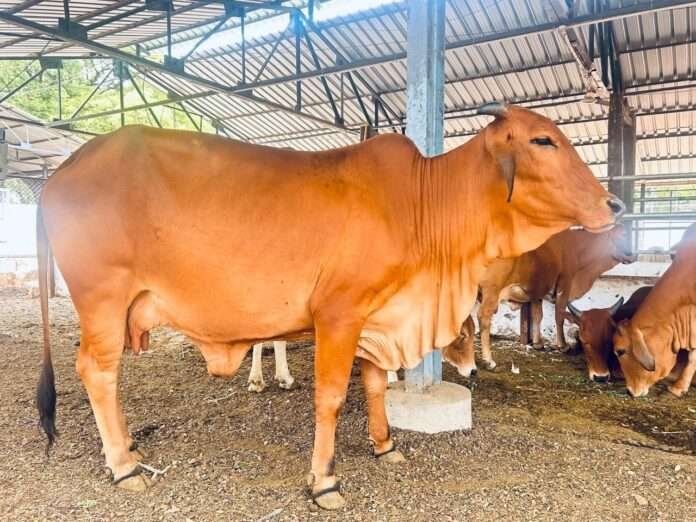 sahiwal cow project in maharashtra