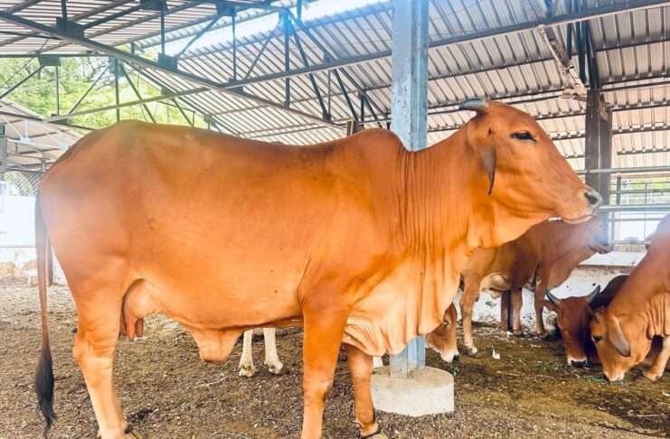 sahiwal cow project in maharashtra